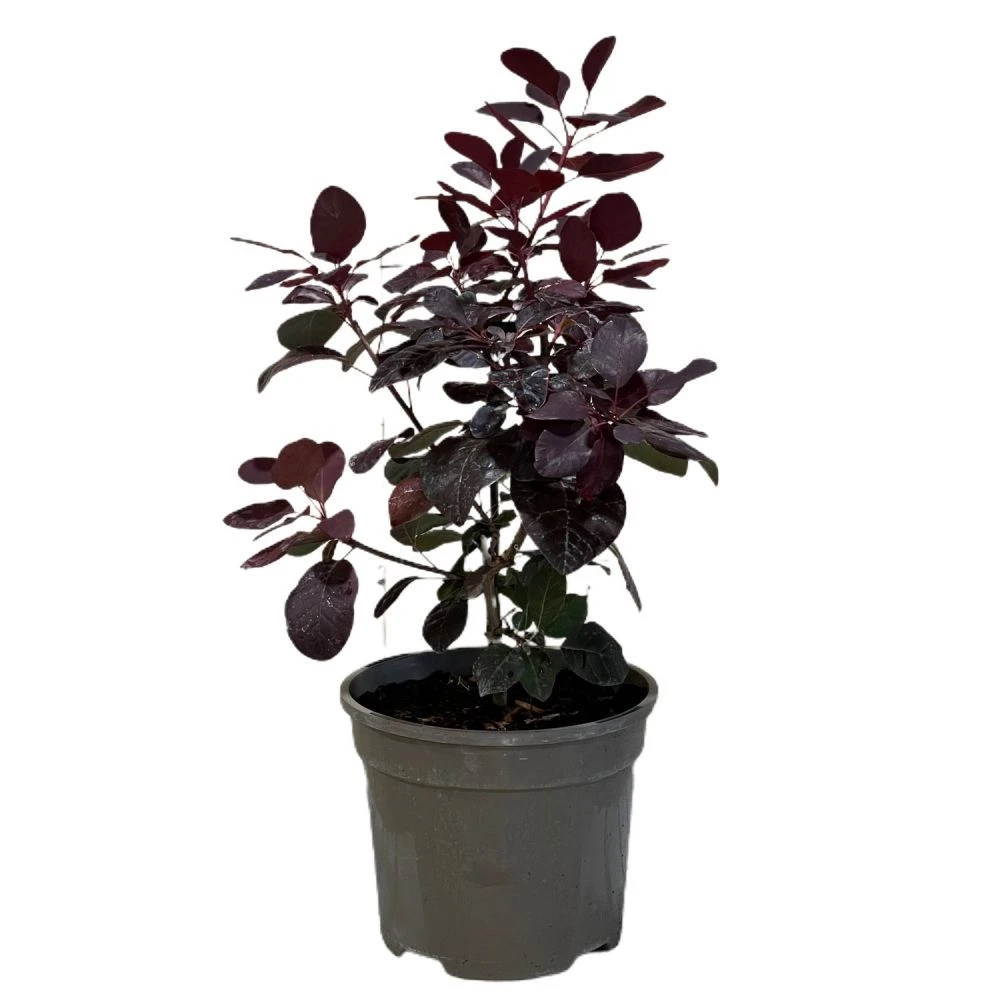Cotinus 'Royal Purple' Smoke Tree 3 Ltr Pot 3 Cotinus 'Royal Purple' Smoke Tree 3 Ltr Pot