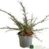 Cotoneaster Horizontalis Plant 3Ltr Pot -Wolf-Garten Store 5019756161533