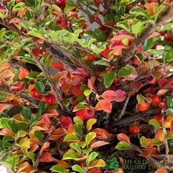 Cotoneaster Horizontalis Plant 3Ltr Pot 7 Cotoneaster Horizontalis Plant 3Ltr Pot -Wolf-Garten Store 5019756161533 3