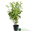 Griselinia Littoralis 3Ltr Pot 2 Griselinia Littoralis 3Ltr Pot -Wolf-Garten Store 5019756190328
