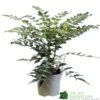 Mahonia 'Charity' Plant 3Ltr Pot 1 Mahonia 'Charity' Plant 3Ltr Pot -Wolf-Garten Store 5019756219425