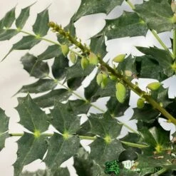 Wolf-Garten Store -Wolf-Garten Store 5019756219425 2