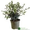 Osmanthus Burkwoodii Plant 3Ltr Pot -Wolf-Garten Store 5019756617351 2
