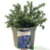 Ceanothus 'Blue Mound' Californian Lilac 3Ltr Pot -Wolf-Garten Store 5019756678222 a8b772e1 2401 4a7b 840f 47ad9ae8e739
