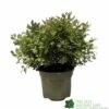 Pittosporum 'Tom Thumb' Plant 3Ltr Pot 2 Pittosporum 'Tom Thumb' Plant 3Ltr Pot -Wolf-Garten Store 5019756822137 35b559fe 72e0 46ed 94c0 6360db5d86ae