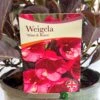 Weigela 'Wine & Rose' Plant 3Ltr Pot -Wolf-Garten Store 5019756883572 cf02a588 eef7 4aad ad6e 80dee0e0da33