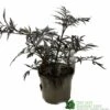 Sambucus Nigra 'Black Lace' Plant 3Ltr 1 Sambucus Nigra 'Black Lace' Plant 3Ltr -Wolf-Garten Store 5019756992175