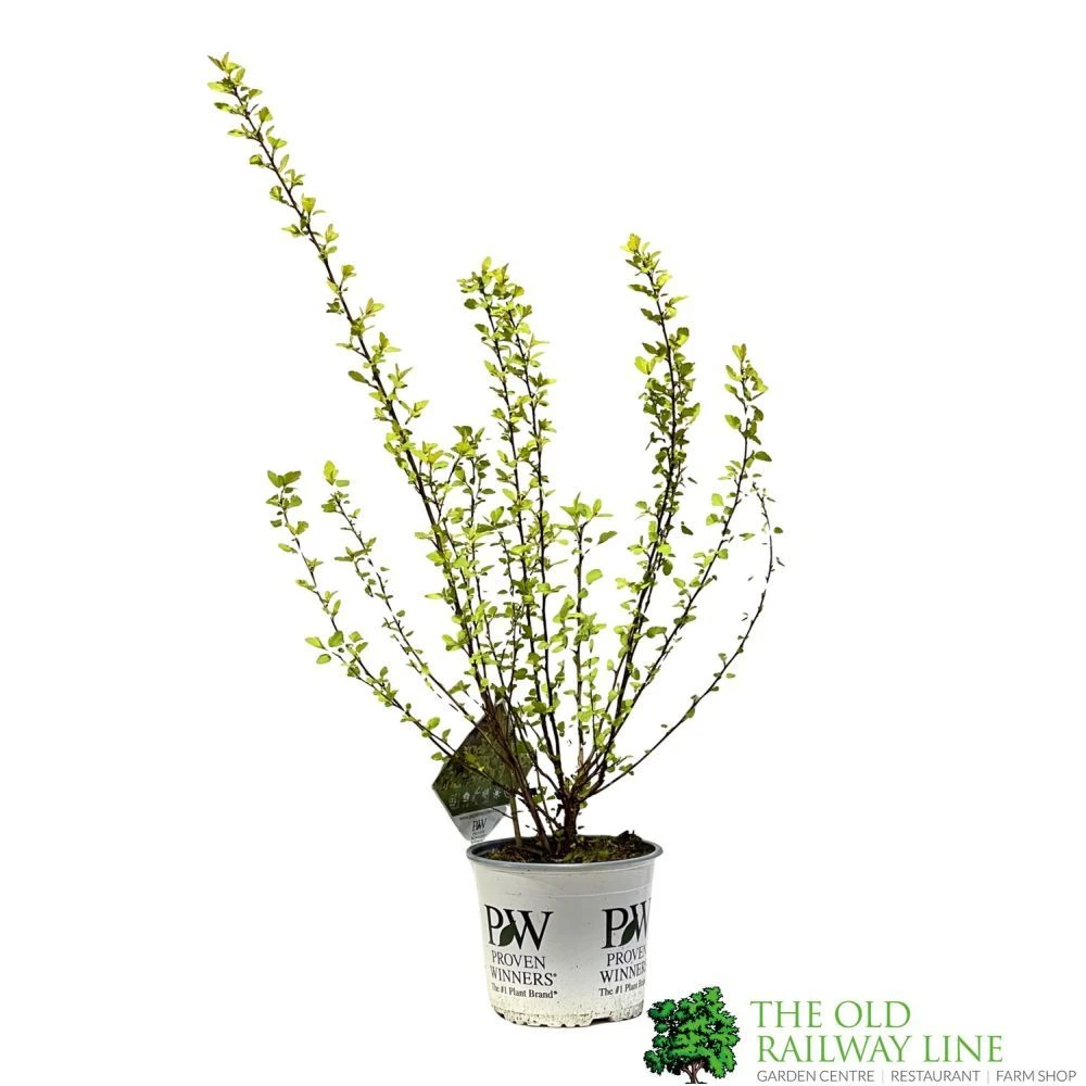 Physocarpus Opulifolius 'Tiny Wine Gold' Ninebark 3Ltr Pot 3 Physocarpus Opulifolius 'Tiny Wine Gold' Ninebark 3Ltr Pot