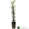 Ceanothus 'Lemon And Lime' Plant 3Ltr Pot -Wolf-Garten Store 5019801003108