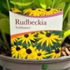 Rudbeckia 'Goldstrum' 2Ltr Pot 2 Rudbeckia 'Goldstrum' 2Ltr Pot -Wolf-Garten Store 5019801008639