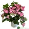 Hydrangea 'Cotton Candy' 5Ltr Pot -Wolf-Garten Store 5019801008738