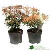 Pieris Assorted Variety 2Ltr Pot 1 Pieris Assorted Variety 2Ltr Pot -Wolf-Garten Store 5019801010823 0f7d9657 0e89 4bfa b028 5b88f871dc4c