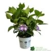 Hydrangea 'Blackberry Pie' 5Ltr Pot -Wolf-Garten Store 5019801013343