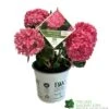 Hydrangea 'Sweet Cupcake' 5Ltr Pot -Wolf-Garten Store 5019801013367