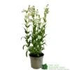 Penstemon 'Harlequin Lilac' Plant 2 Ltr Pot -Wolf-Garten Store 5019801016412