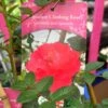 Red Miniature Climbing Rose 'Onwards & Upwards' 3Ltr Pot