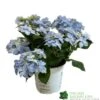 Hydrangea 'Blue Sprinkles' 5Ltr Pot 1 Hydrangea 'Blue Sprinkles' 5Ltr Pot -Wolf-Garten Store 5019801017266