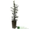Ceanothus 'Silver Surprise' Plant 3Ltr Pot -Wolf-Garten Store 5019801123035