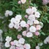 Pink Miniature Climbing Rose 'Little Rambler' 3Ltr Pot -Wolf-Garten Store 5019801772035