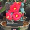 Camellia 'Adolphe Audusson' 3Ltr Pot 1 Camellia 'Adolphe Audusson' 3Ltr Pot -Wolf-Garten Store 5019945010024