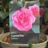 Camellia 'Debbie' 3Ltr Pot 1 Camellia 'Debbie' 3Ltr Pot -Wolf-Garten Store 5019945010222
