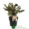 Ilex 'Casanova' 3Ltr Pot (NL) -Wolf-Garten Store 5019945014183