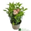 Alstroemeria 'Summer Break' 3Ltr Pot -Wolf-Garten Store 5019945065284