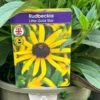 Rudbeckia 'Little Gold Star' 3Ltr Pot 1 Rudbeckia 'Little Gold Star' 3Ltr Pot -Wolf-Garten Store 5019945067127 4bec35a9 3be6 4fdf 97a0 4664149f34d1