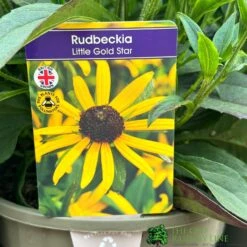 Rudbeckia 'Little Gold Star' 3Ltr Pot