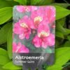 Alstroemeria 'Summer Saint' 3Ltr Pot -Wolf-Garten Store 5019945211988