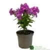 Phlox 'Famous Purple' 3Ltr Pot 2 Phlox 'Famous Purple' 3Ltr Pot -Wolf-Garten Store 5019945219878