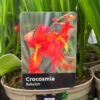 Crocosmia 'Babylon' 2Ltr Pot -Wolf-Garten Store 5019945222212 dc955142 08c0 4fec ba30 c1ba74787d10