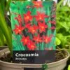 Crocosmia 'Princess' 2Ltr Pot 2 Crocosmia 'Princess' 2Ltr Pot -Wolf-Garten Store 5019945222243 0f0c26f5 42ea 4da3 9799 f0d9d9431cc4