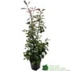 Photinia Fraseri 'Red Robin' 80cm Tall (IT) 2 Photinia Fraseri 'Red Robin' 80cm Tall (IT) -Wolf-Garten Store 5021768000991