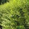 Ligustrum Ovalifolium 'Aureum' Privet 80cm Tall (IT) -Wolf-Garten Store 5021768007716