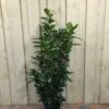 Prunus 'Novita' Common Laurel Plant 1m Tall (IT) -Wolf-Garten Store 5021768007914 d985e756 51a6 4c03 8244 f9d87a43e4e2