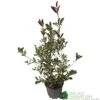 Photinia X Fraseri 'Pink Marble' Plant 80cm Tall (IT) 1 Photinia X Fraseri 'Pink Marble' Plant 80cm Tall (IT) -Wolf-Garten Store 5021768024966