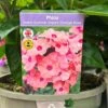 Phlox 'Sweet Summer Dream Orange Rose' 3Ltr Pot -Wolf-Garten Store 5021768048603