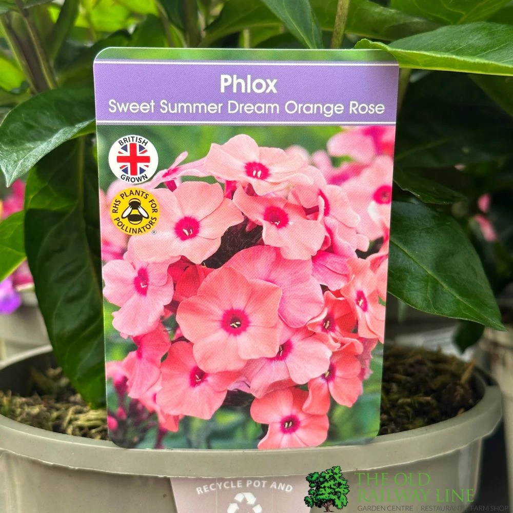 Phlox 'Sweet Summer Dream Orange Rose' 3Ltr Pot 3 Phlox 'Sweet Summer Dream Orange Rose' 3Ltr Pot