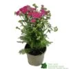 Achillea 'New Vintage Violet' 3Ltr Pot 1 Achillea 'New Vintage Violet' 3Ltr Pot -Wolf-Garten Store 5021768068984