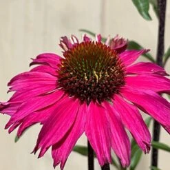 Echinacea 'Sensation Pink' Plant 2 Ltr Pot 7 Echinacea 'Sensation Pink' Plant 2 Ltr Pot -Wolf-Garten Store 5021768069202 3