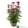 Echinacea 'Sensation Pink' Plant 2 Ltr Pot 2 Echinacea 'Sensation Pink' Plant 2 Ltr Pot -Wolf-Garten Store 5021768069202 9c267101 cf06 4299 acb6 0db8f65e2aec