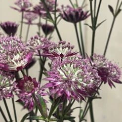 Astrantia 'Star Of Love' Plant 3 Ltr 7 Astrantia 'Star Of Love' Plant 3 Ltr -Wolf-Garten Store 5021768072080 3