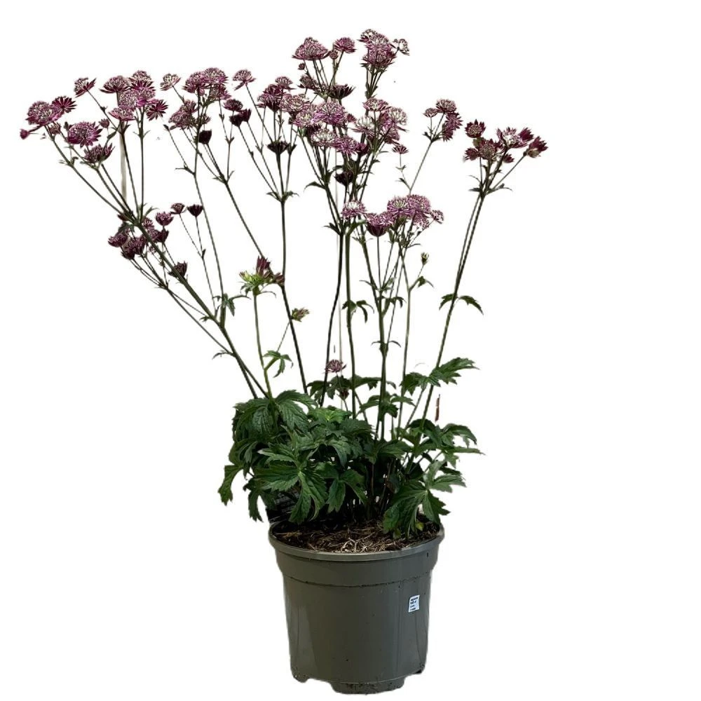 Astrantia 'Star Of Love' Plant 3 Ltr 3 Astrantia 'Star Of Love' Plant 3 Ltr