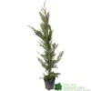 Cupressus Leylandii Conifer Hedging Plant 1.25m Tall (IT) 1 Cupressus Leylandii Conifer Hedging Plant 1.25m Tall (IT) -Wolf-Garten Store 5021768075944 df1d85ec 5ef5 44d5 91fb 39dfa0149986