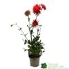 Dahlia 'Karma Red Corona' 3Ltr Pot -Wolf-Garten Store 5021768079263