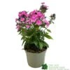 Phlox 'Sweet Summer Rose' 3Ltr Pot 1 Phlox 'Sweet Summer Rose' 3Ltr Pot -Wolf-Garten Store 5021768099681
