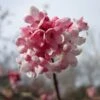 Viburnum Bodnantense 'Dawn' Plant 10Ltr 2 Viburnum Bodnantense 'Dawn' Plant 10Ltr -Wolf-Garten Store 5021768120446