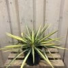 Yucca Filamentosa 'Colour Guard' Plant 3Ltr Pot 1 Yucca Filamentosa 'Colour Guard' Plant 3Ltr Pot -Wolf-Garten Store 5021768122853 5cec7533 d6ba 4957 8be1 0be63cec591f