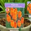 Kniphofia 'Pyromania Orange Blaze' 3Ltr Pot 2 Kniphofia 'Pyromania Orange Blaze' 3Ltr Pot -Wolf-Garten Store 5021768133330